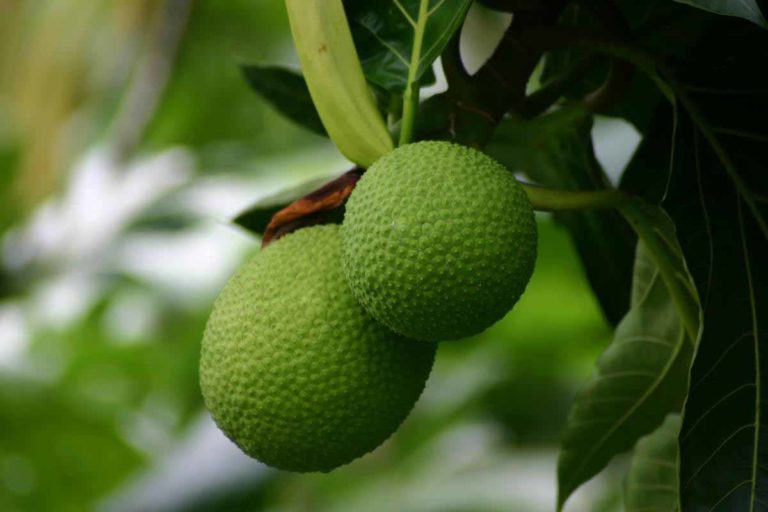දෙල් වෙනුවෙන් තහංචි