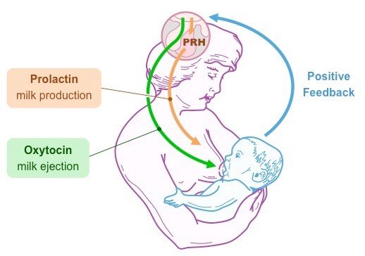 breastfeeding-img01