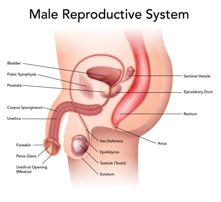 පුරුෂ ප්‍රජනක පද්ධතිය පිළිබව දැනුවත් වෙමු